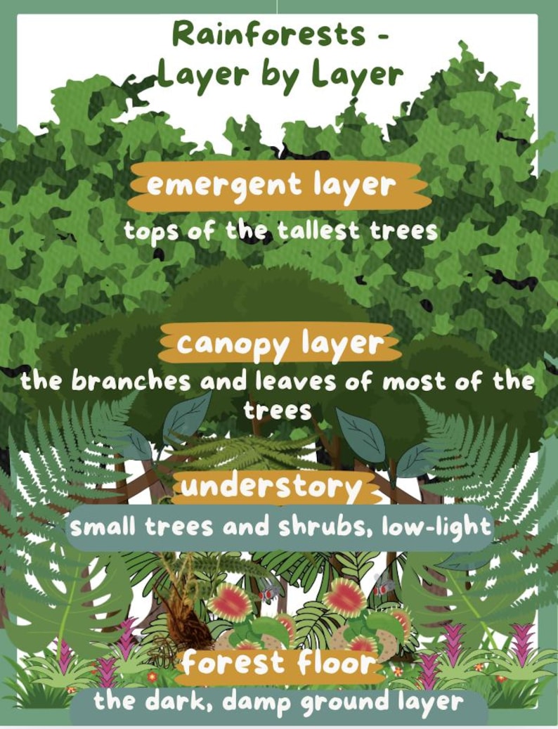 Rainforest Kids Journal Printable | Children's Nature Activity Book PDF ...