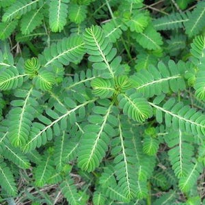 Dried Wild Authentic Jamaican Chanca Piedra, Stone Breaker Tea (Phyllanthus Niruri)