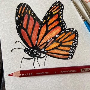 Może przedstawiać: Aquarela przedstawiająca motyla monarchy z pomarańczowymi i czarnymi skrzydłami. Motyl jest namalowany na białym papierze, pod nim leży czerwony oł&oacute;wek.
