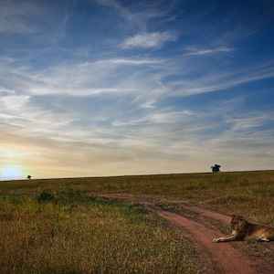 Lioness in Serengeti - Printable - Digital Download