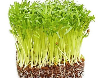 250+ gram. Hạt Rau Muống Lá Rộng; Water Spinach seeds; Kong Xin Cai, New Seeds. Free Shipping.