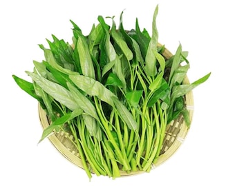 4oz + . Hạt Rau Muống; Water Spinach seeds; Kong Xin Cai, New Seeds.
