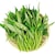 120pcs Water Spinach 'Kong Xin Cai' Seeds – Organic, Non-GMO Heirloom Vegetable