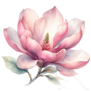 Clipart Magnolia PNG, Magnolia grandiflora | Graphiques floraux élégants | Ensemble de 20 éléments d'art et de conception imprimables transparents pour la création
