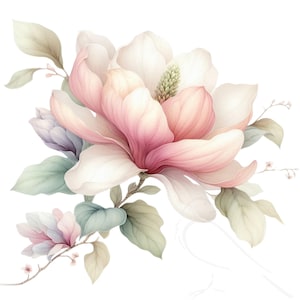 Magnolie Clipart PNG, Magnolia Grandiflora | Elegante Blumengrafik Druckbare Kunst & Design-Elemente zum Basteln Transparentes 31er-Set