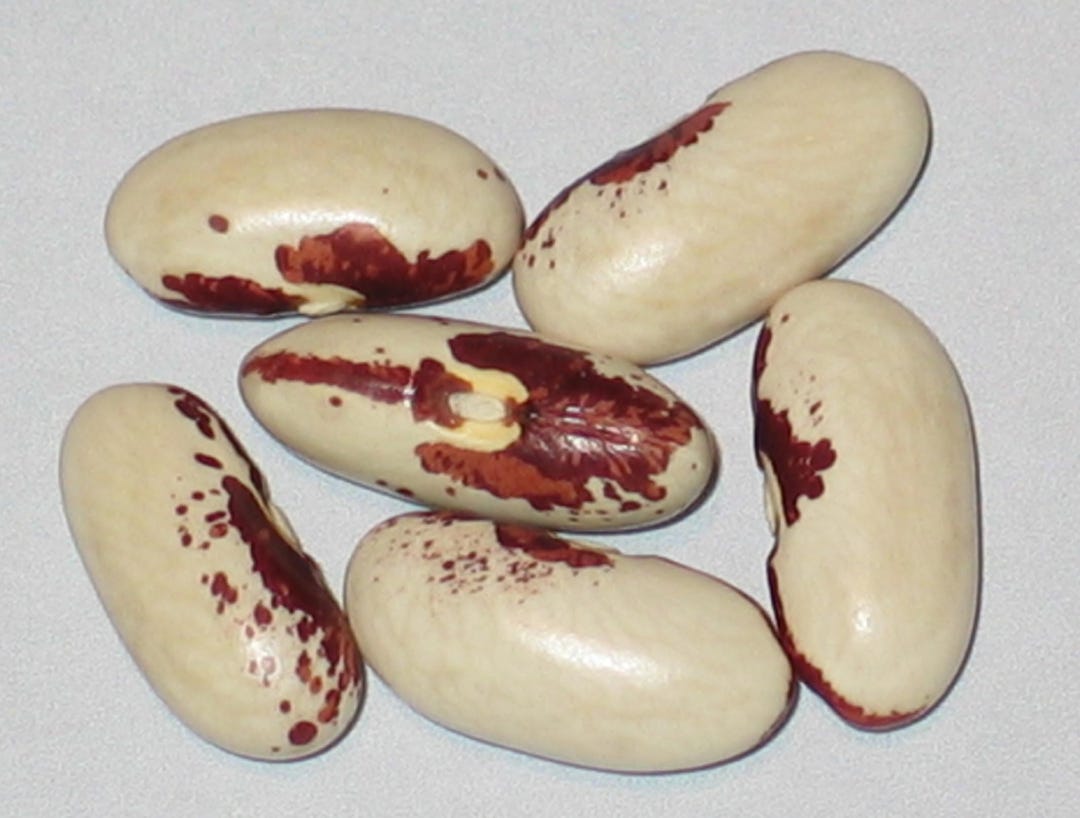 Rode Soldatenboon - Bush Dry Bean - Etsy