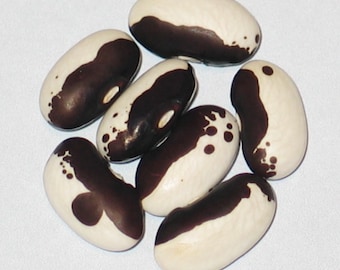 May include: Six black and white speckled beans. The beans are oval shaped and have a smooth texture.