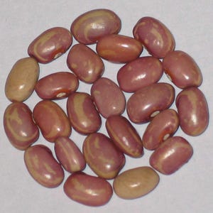 May include: A collection of kidney beans, showcasing a mix of colors. The beans are primarily a reddish-brown hue, with lighter beige streaks and patterns. The beans are oval-shaped and arranged in a circular pattern.