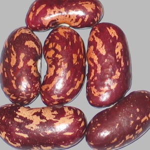 May include: A close-up shot of seven kidney beans. The beans are a deep maroon colour with tan and light brown markings. The beans are oval-shaped and have a smooth, shiny surface. The background is a solid light grey.