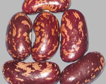 Anakin Kuvali Giant - Pole Dry Bean