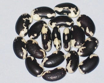 Black And White Appaloosa - Pole Dry Bean