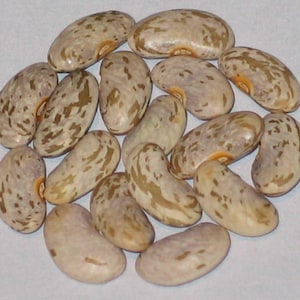 May include: A collection of pinto beans, oval-shaped with a mottled pattern of tan and brown spots. The beans are arranged in a circular pattern, showcasing their unique coloration and texture. These beans are a staple in many cuisines.