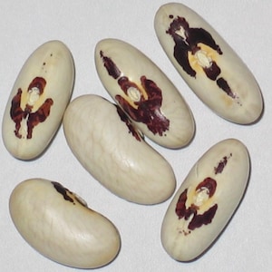 Puede incluir: Primer plano de varios frijoles grandes de forma ovalada. Los frijoles son principalmente blanquecinos con marcas distintivas de color marrón y granate. Las marcas se concentran en el centro de cada frijol, creando un patrón único. Los frijoles están esparcidos sobre una superficie blanca.