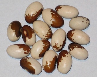 Huevo de pájaro - Frijol reliquia semi corredor seco