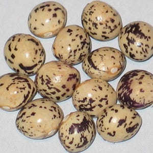 May include: A collection of speckled brown beans with dark brown markings. The beans are oval shaped and have a smooth texture.