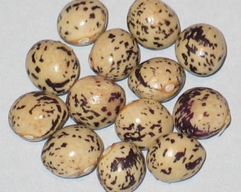 Seneca Bird Egg- Dry Heirloom Pole Bean