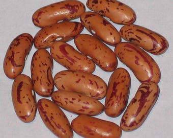 Long Cranberry - Pole Dry Bean