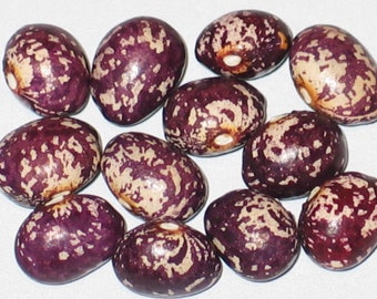 Cresnjevec - Heirloom Pole Dry Bean