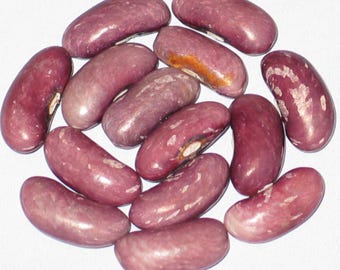 Atwater - Bush Dry Bean