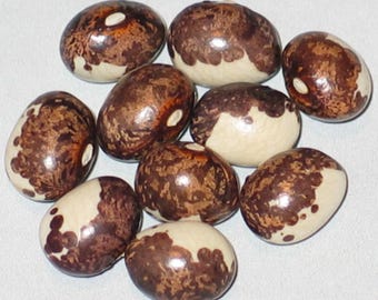Milky Way - Pole Dry Bean