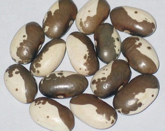 Seda Kravicka - Pole Dry Bean