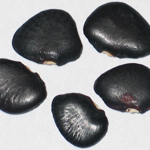 以下が含まれることがあります： 白い表面に、形と質感がそれぞれ少し異なる黒い豆が5つ並んでいます。