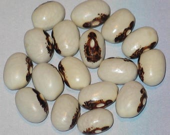 Occio Della Madonna - Pole Dry Bean