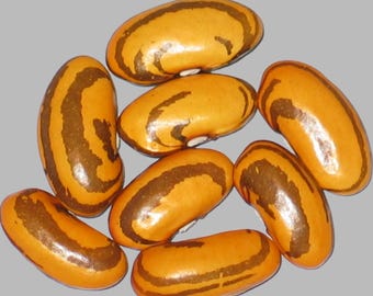 Nwambili - Pole Dry Bean