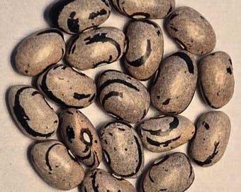 Bigarrada Gris Negre - Pole Dry Bean