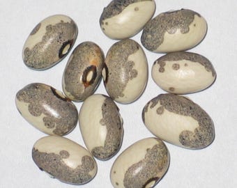 Dapple Grey - Bush Dry Bean