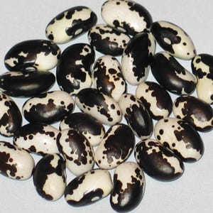 Vaquero - Halbläufer Trockenbohne