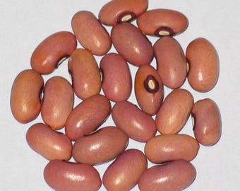 Coral - Pole Dry Bean