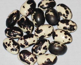 Munacheda Nera - Pole Dry Bean
