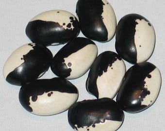 Georgian Black And White - Pole Dry Bean