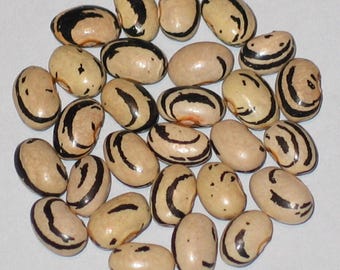 Zebrinas - Pole Dry Bean