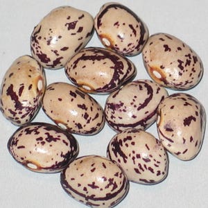 May include: Close-up of a collection of speckled beans. The beans have a creamy beige base color with dark maroon patterns and speckles. The beans are oval-shaped and appear to be dry. The image is well-lit, highlighting the texture and color variations of the beans.