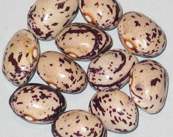 Romanian Plum Speckle - Dry or Shell Bean