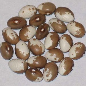May include: A collection of brown and white speckled beans. The beans are arranged in a circle on a white surface.