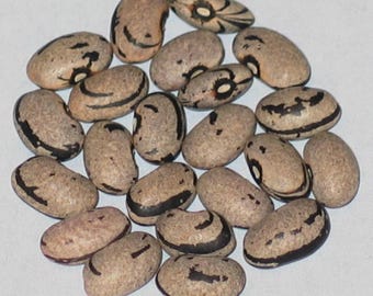 Zebra Aus Teneriffa - Pole Dry Bean