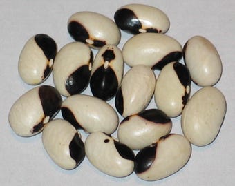 Cerna Tanecnice - Pole Dry Bean