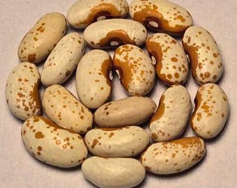 Alice Sunshine - Bush Green Snap Bean