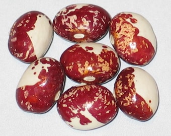 May include: Close-up of seven large, oval-shaped beans. Each bean has a creamy white section and a section of deep red with brown speckles. The beans are arranged in a circular pattern against a white background.