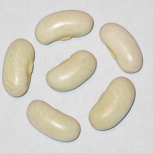 Comtesse De Chambord - Heirloom Green Bush Snap Bean