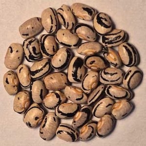 May include: A collection of beige beans with dark brown and black markings. The beans are oval-shaped and have a smooth texture. The image is a close-up shot of the beans, showing their unique patterns and colors. The beans are arranged in a circular pattern.