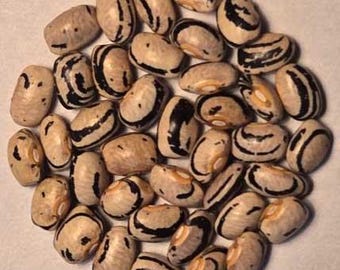 John Wynn Greasy - Pole Greasy Bean