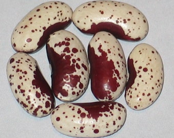 May include: Six speckled kidney beans with a white background. The beans are a light beige color with dark red speckles.