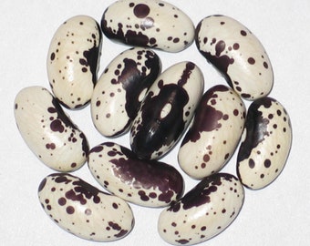 May include: A collection of ten speckled beans with a white background and brown spots. The beans are arranged in a circle.