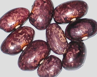 Fountain Pitts Allen - Pole Dry Bean