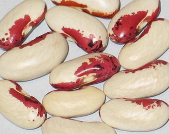 Kretser Soldier - Bush Dry Bean