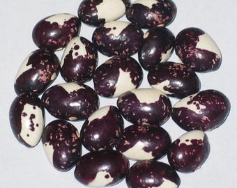 Lucie - Pole Dry Bean